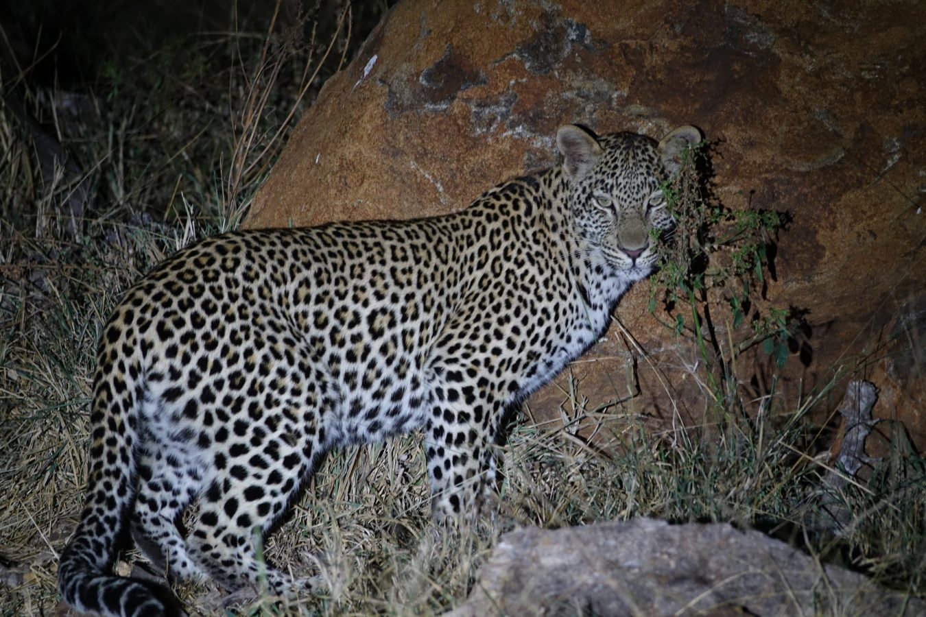 Leopard or Panther?